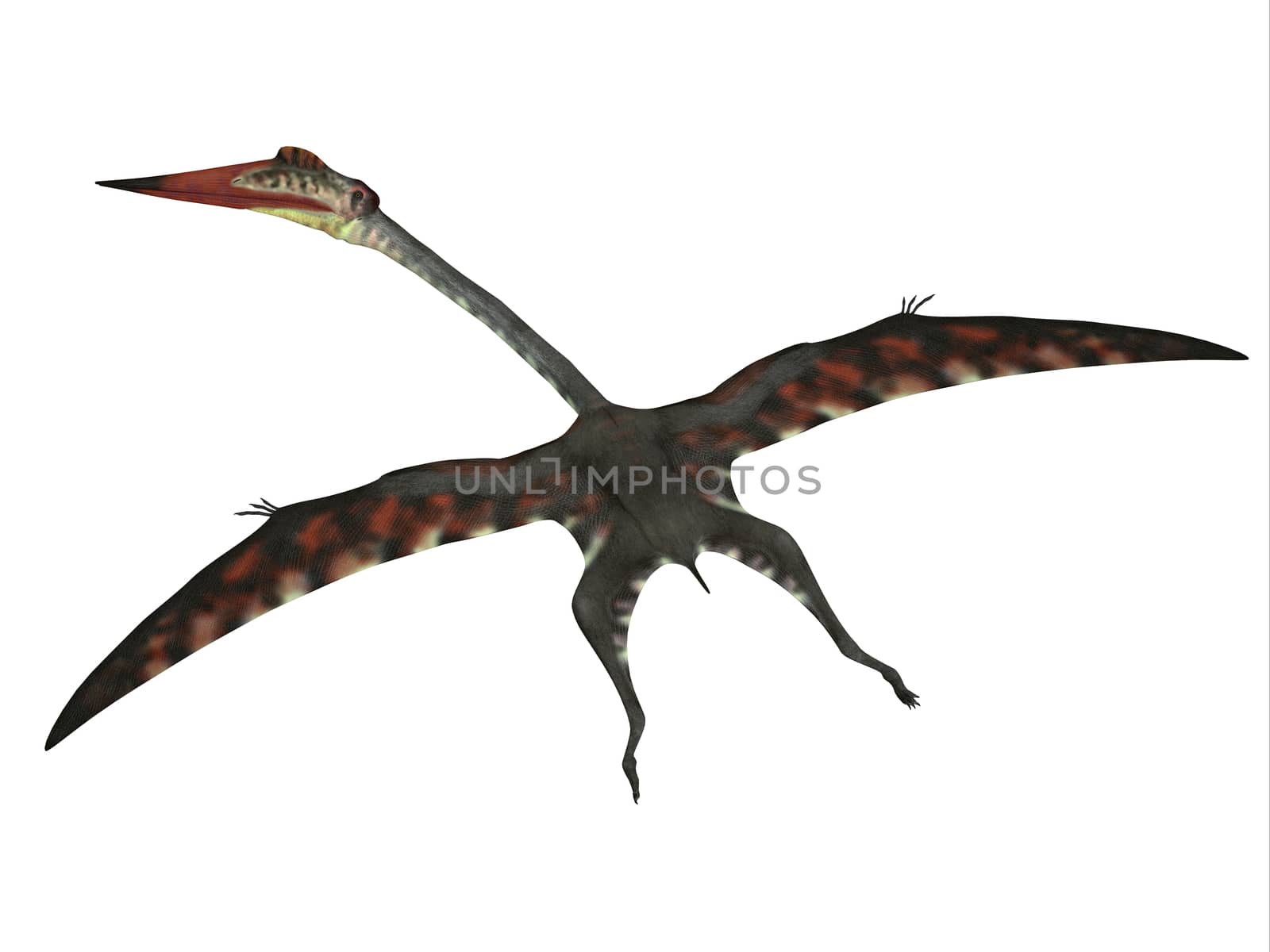 The carnivorous Quetzalcoatlus was a flying pterosaur reptile that lived in North America in the Cretaceous Period.