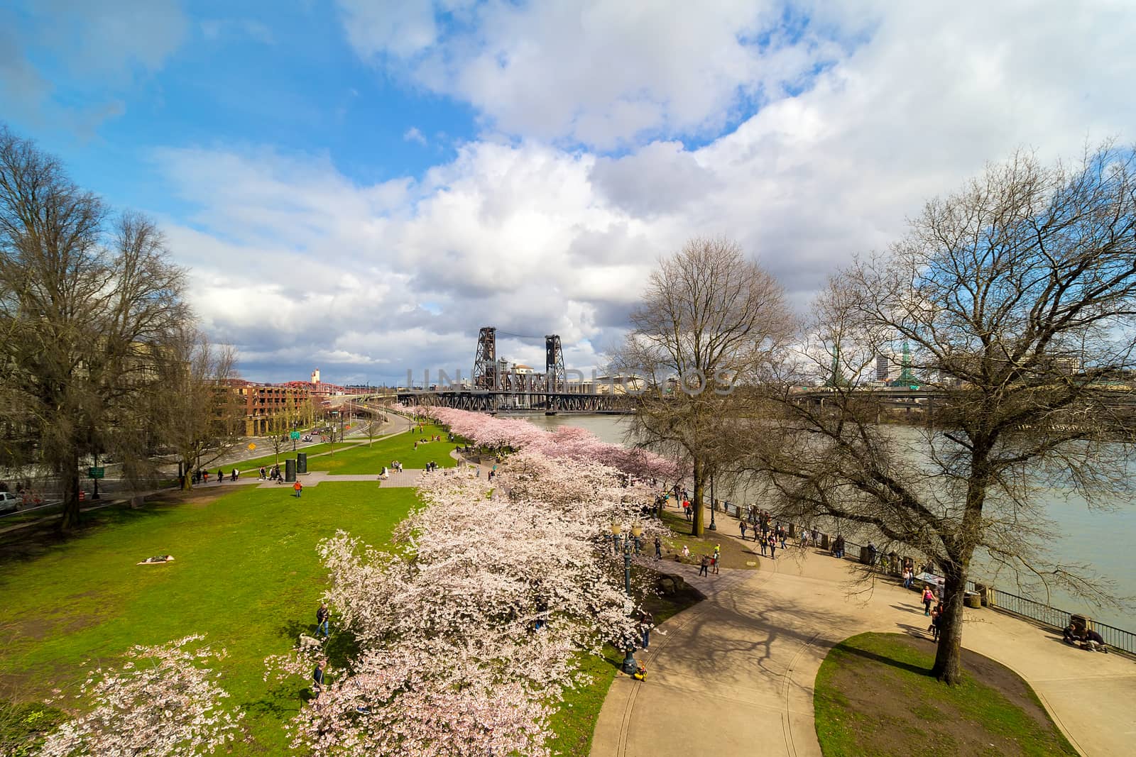 Cherry Blossom Trees Spring Flowers in Bloom along Portland Oregon downtown waterfront
