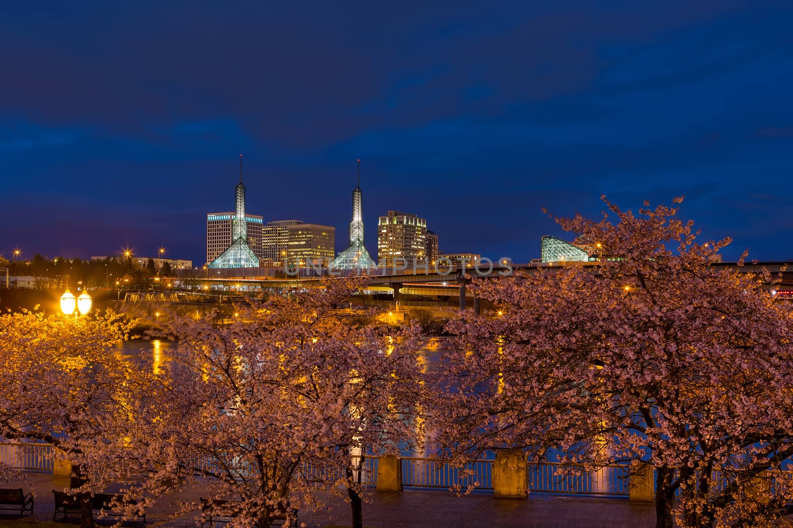Cherry Blossom Trees Spring Flowers in Bloom along Portland Oregon downtown waterfront during blue hour