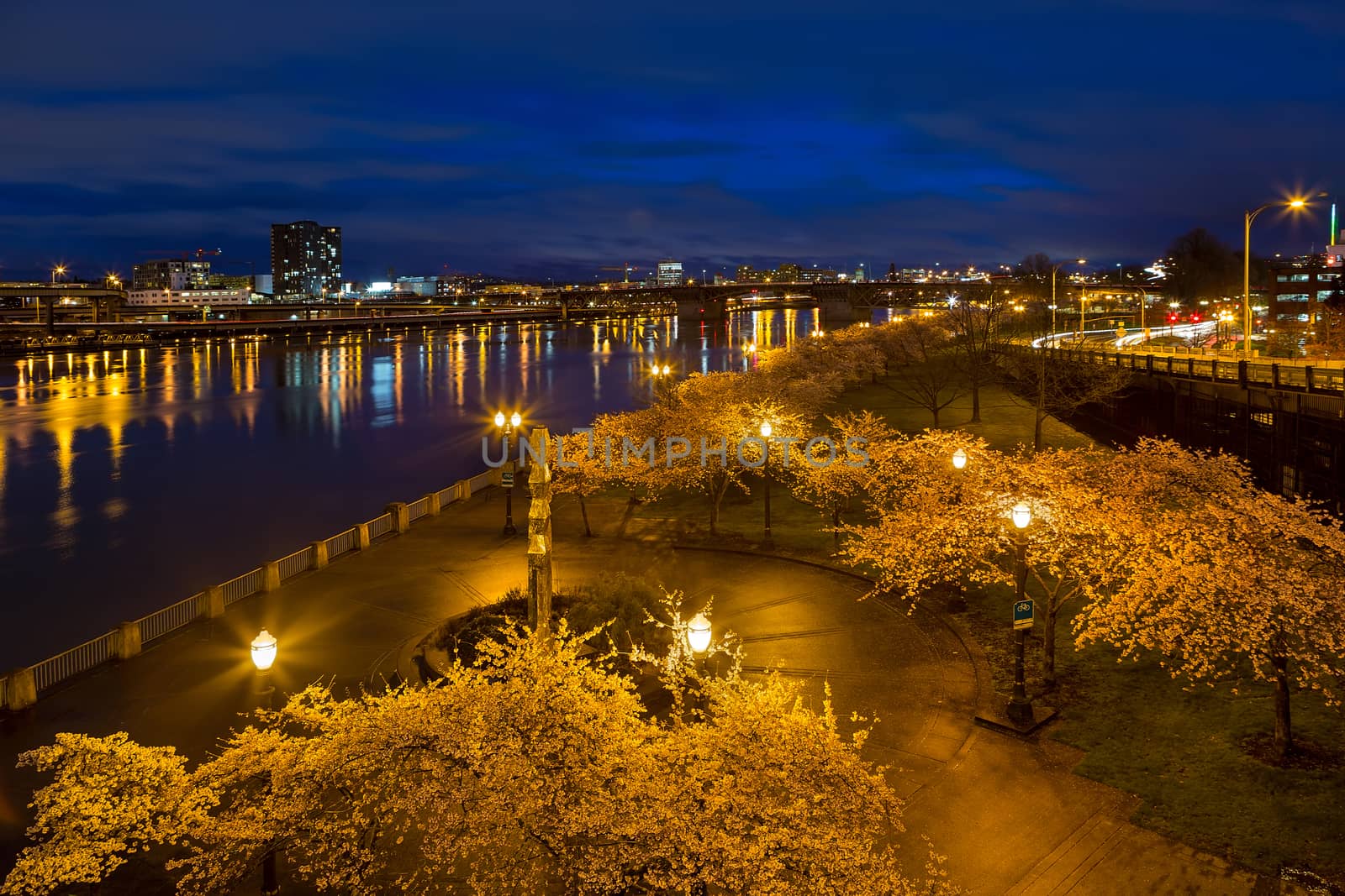 Cherry Blossom Trees at Portland Waterfront Park during Blue Hou by Davidgn