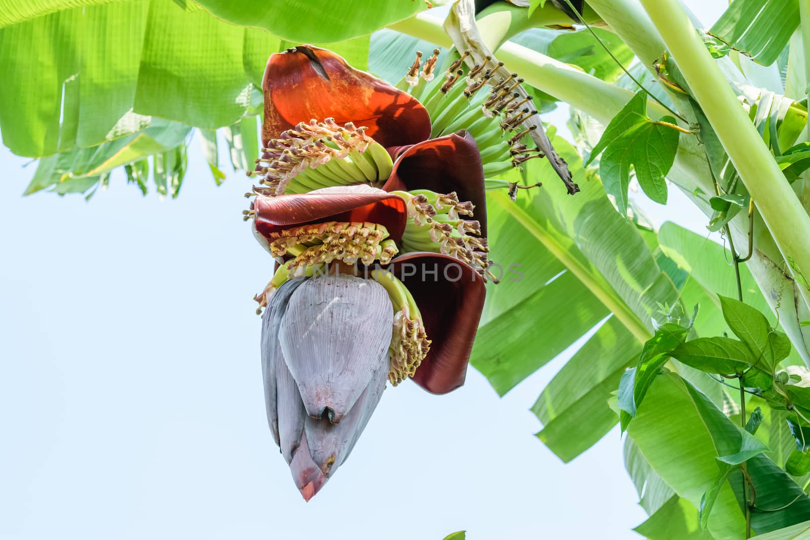 Banana blossom on tree by naramit