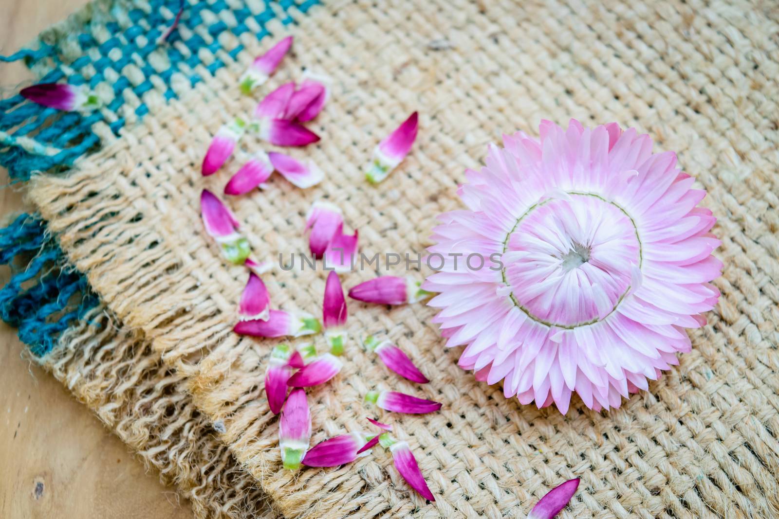 Beautiful strawflowers on wooden table by naramit