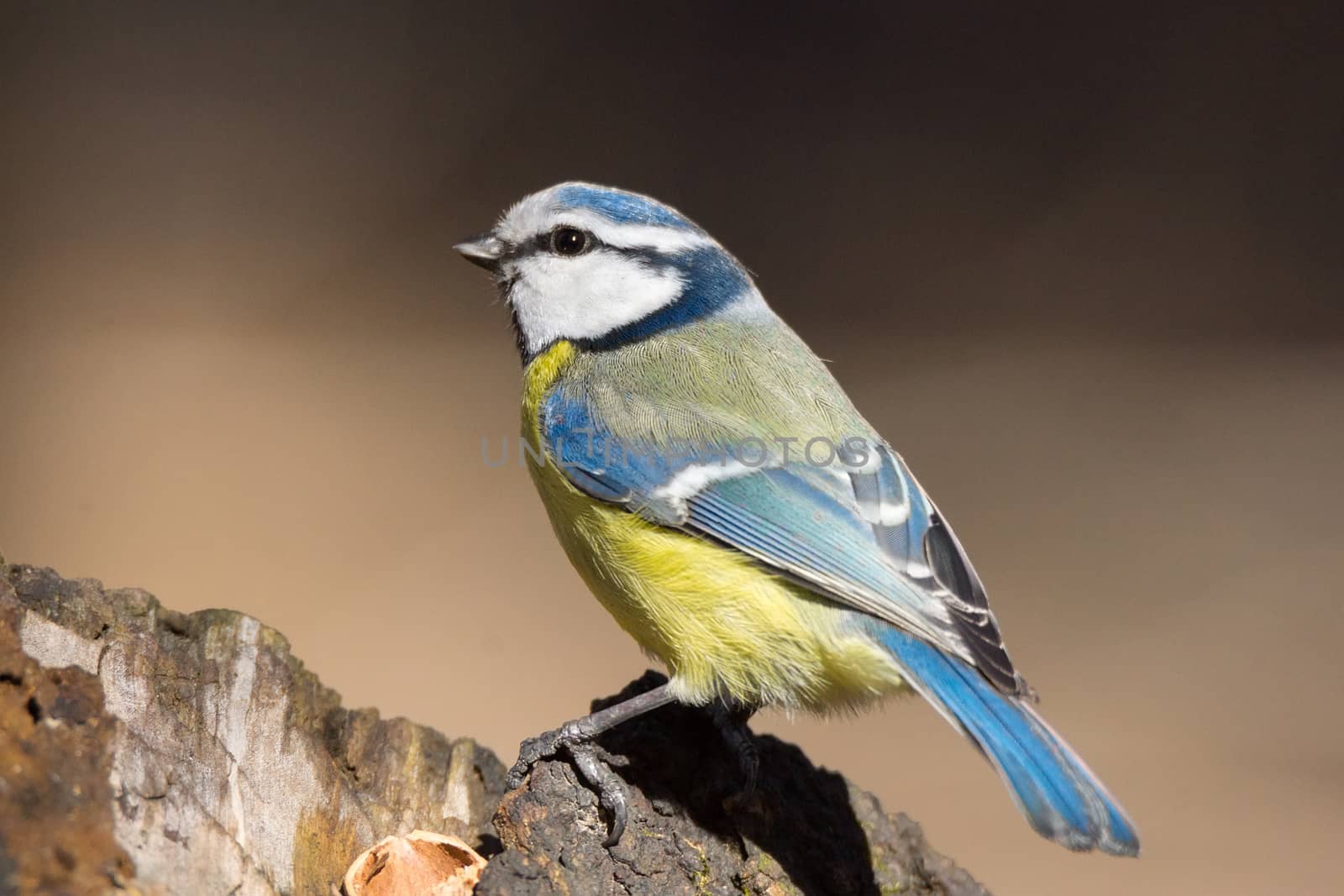 The photo shows tit on a branch