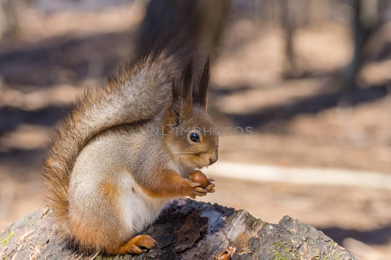 the photograph shows a squirrel on a tree