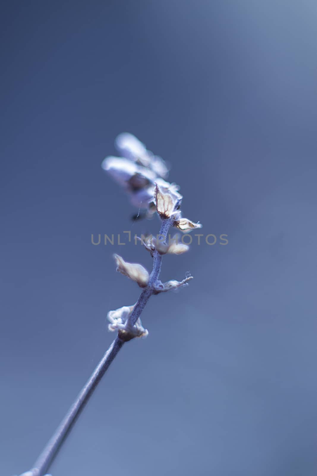 macro picture of a dead lavender branch on a blue background