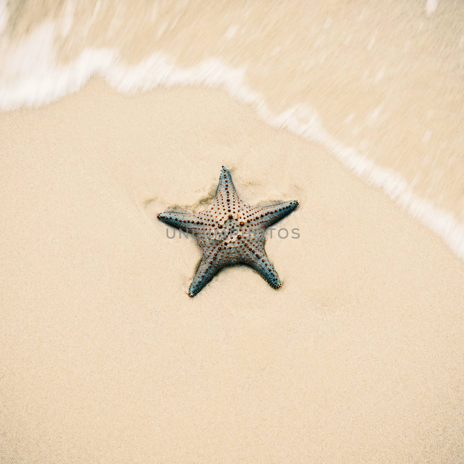 Starfish by itself on the beach at Moreton Bay during the day.