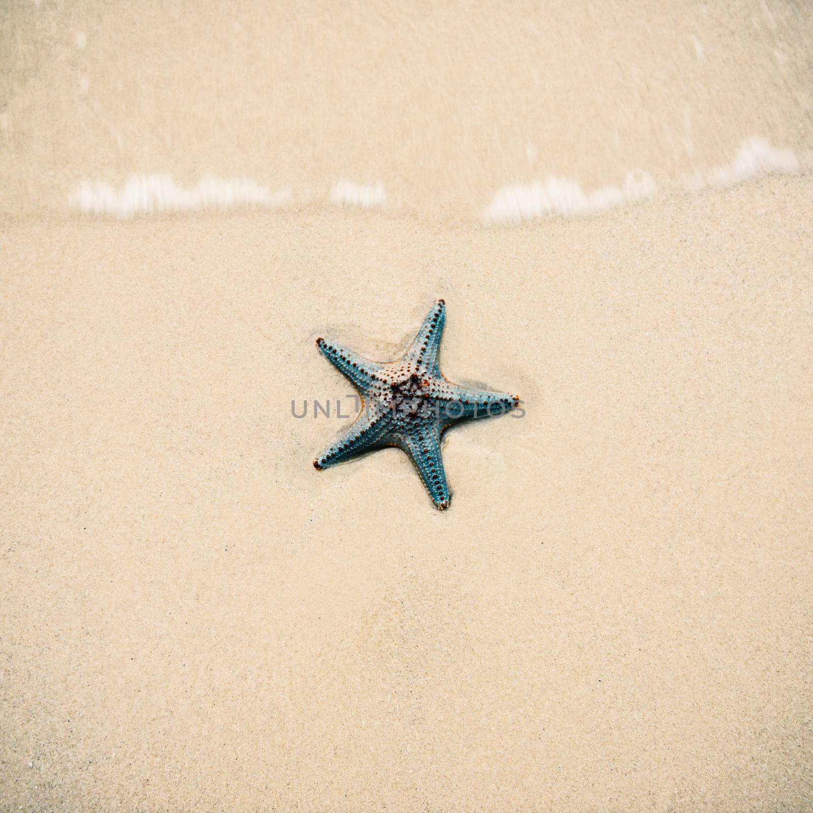 Starfish by itself on the beach at Moreton Bay during the day.