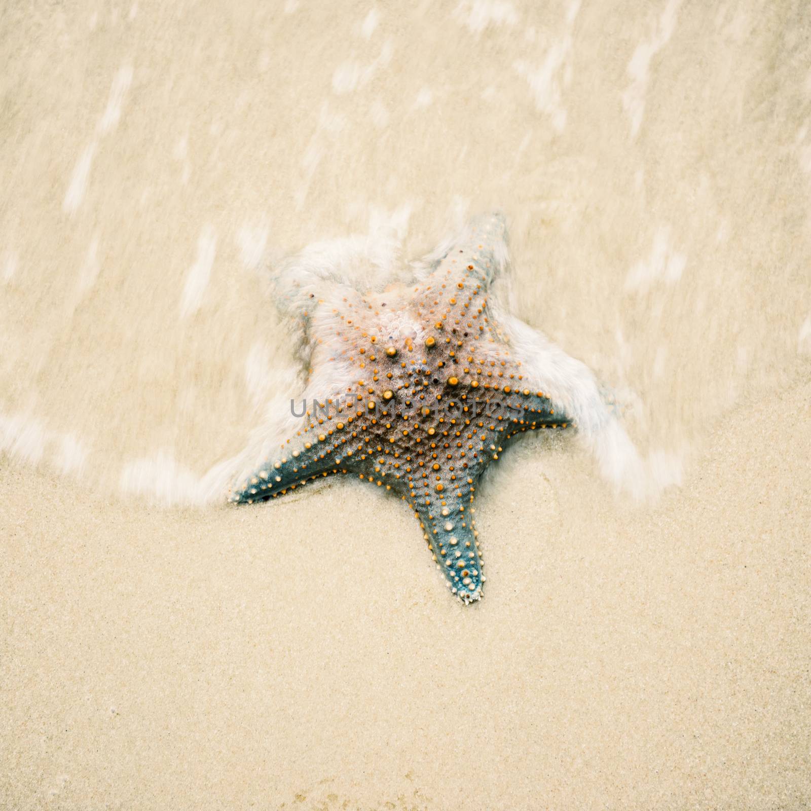 Starfish on the beach sand. Close up by artistrobd