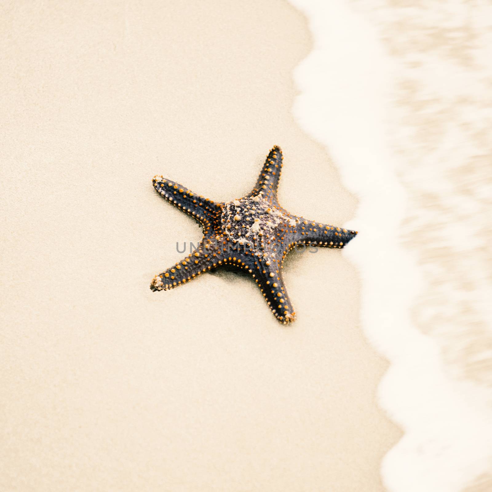 Starfish by itself on the beach at Moreton Bay during the day.