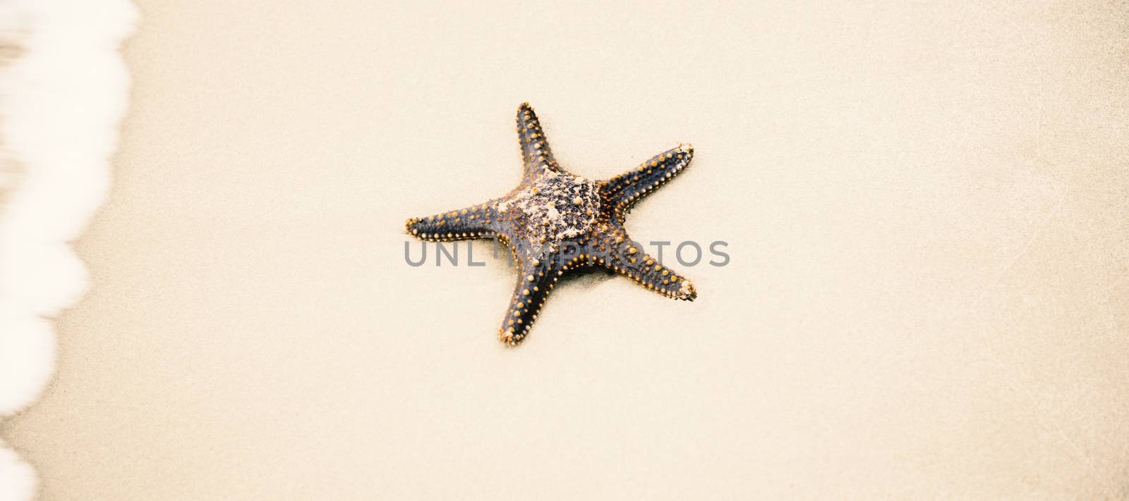Starfish on the beach sand. Close up. by artistrobd