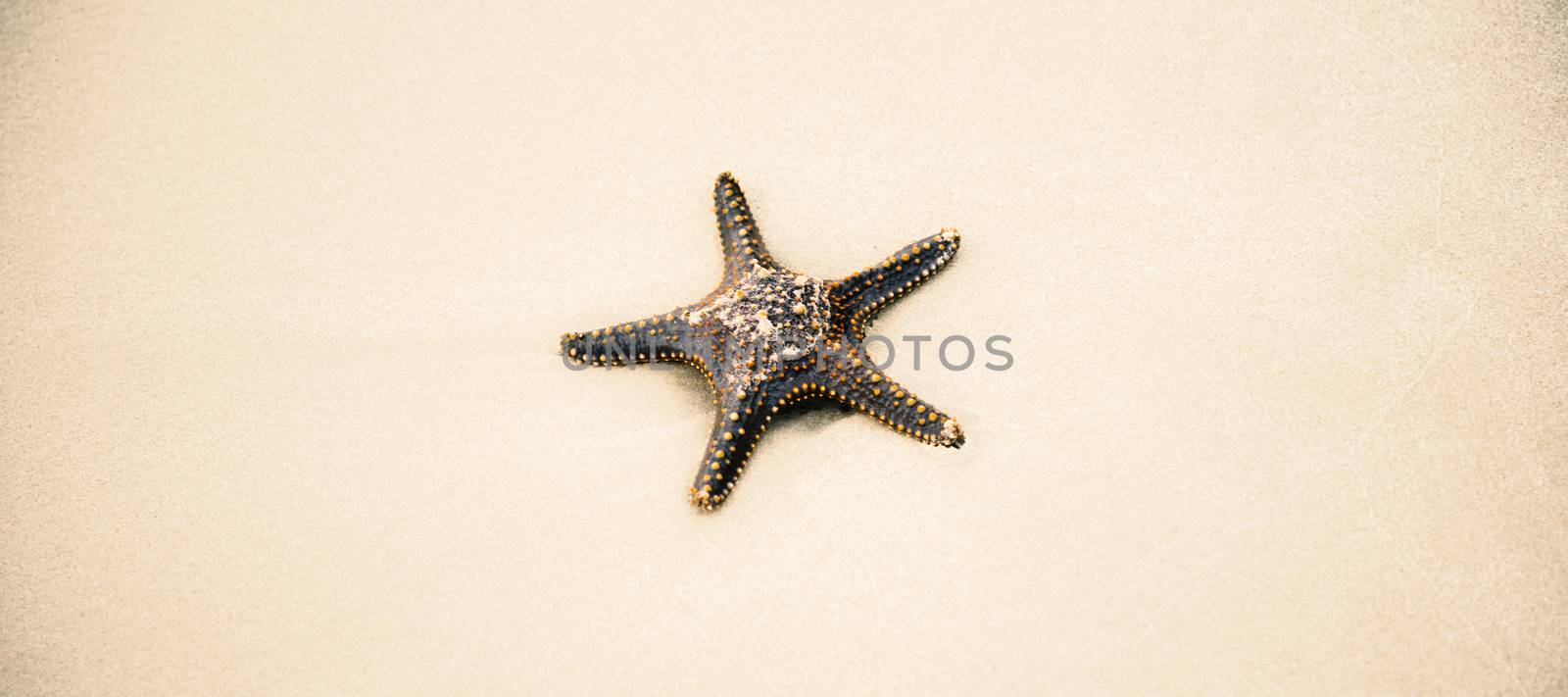 Starfish on the beach sand. Close up. by artistrobd