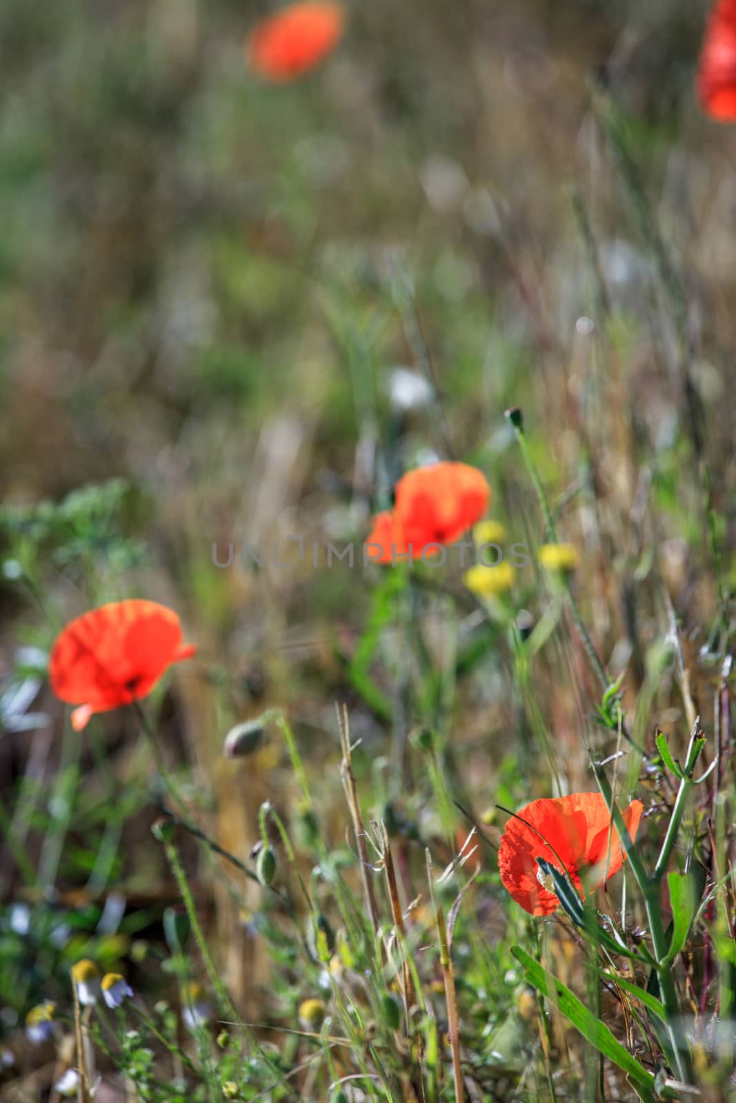 Close up on red poppy flowers field during summer day