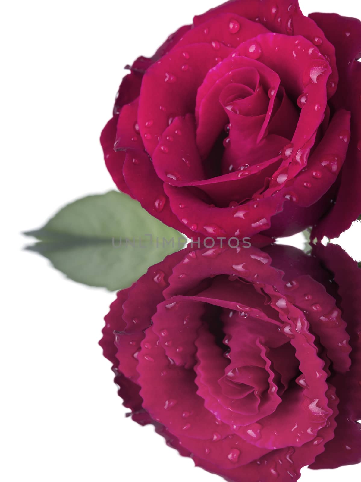 Beautiful red rose isolated on white background.