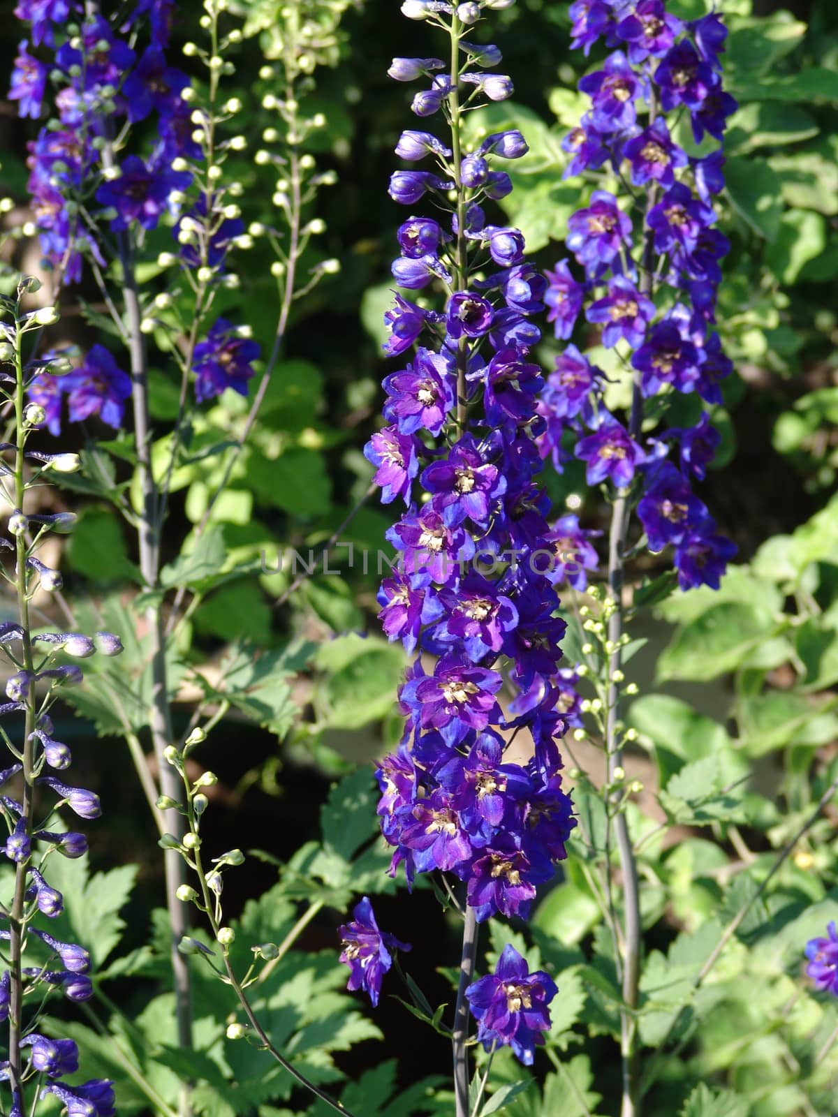 Delphinium,Candle Delphinium,many beautiful purple  flowers blooming in the garden. by elena_vz