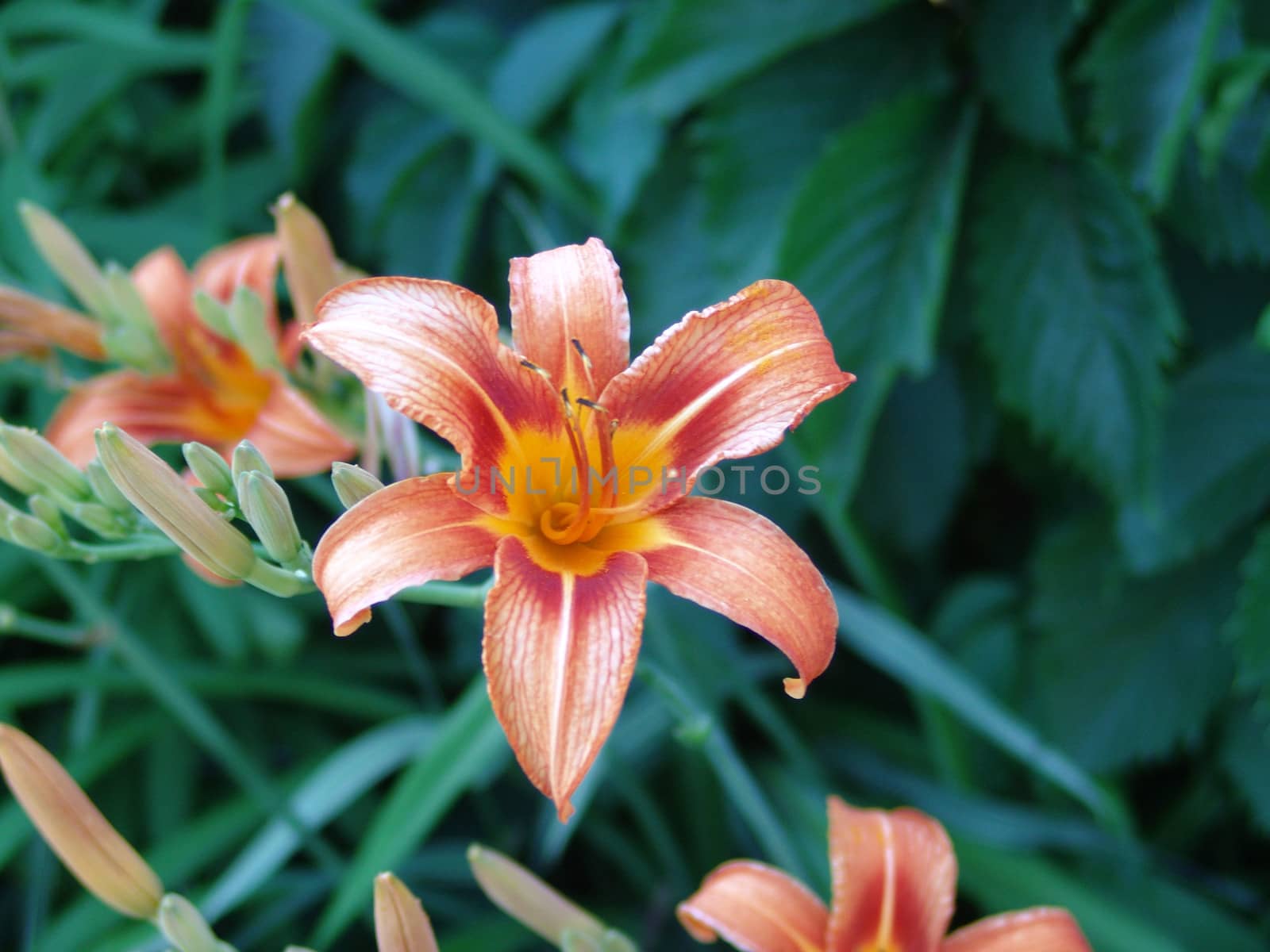 Orange lilies flowers. by elena_vz