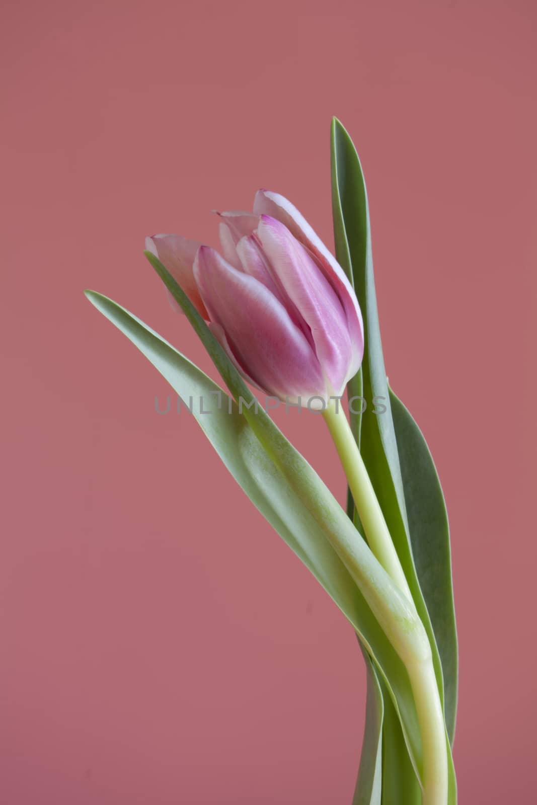 single tulip on  pink background