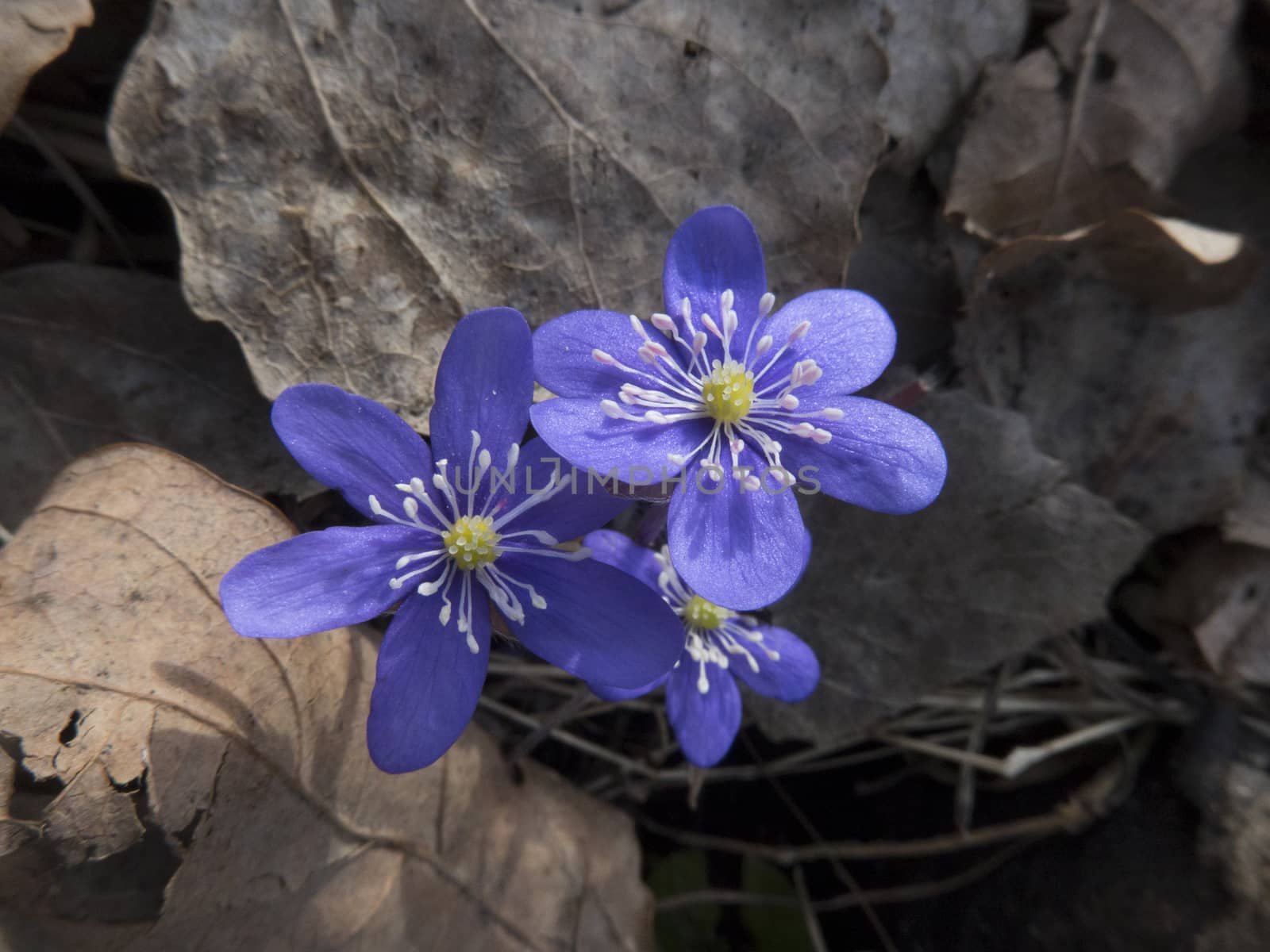 blue anemone in the spring with brown leaves around