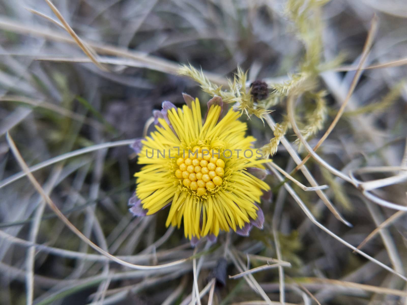 coltsfoot by Ragga74