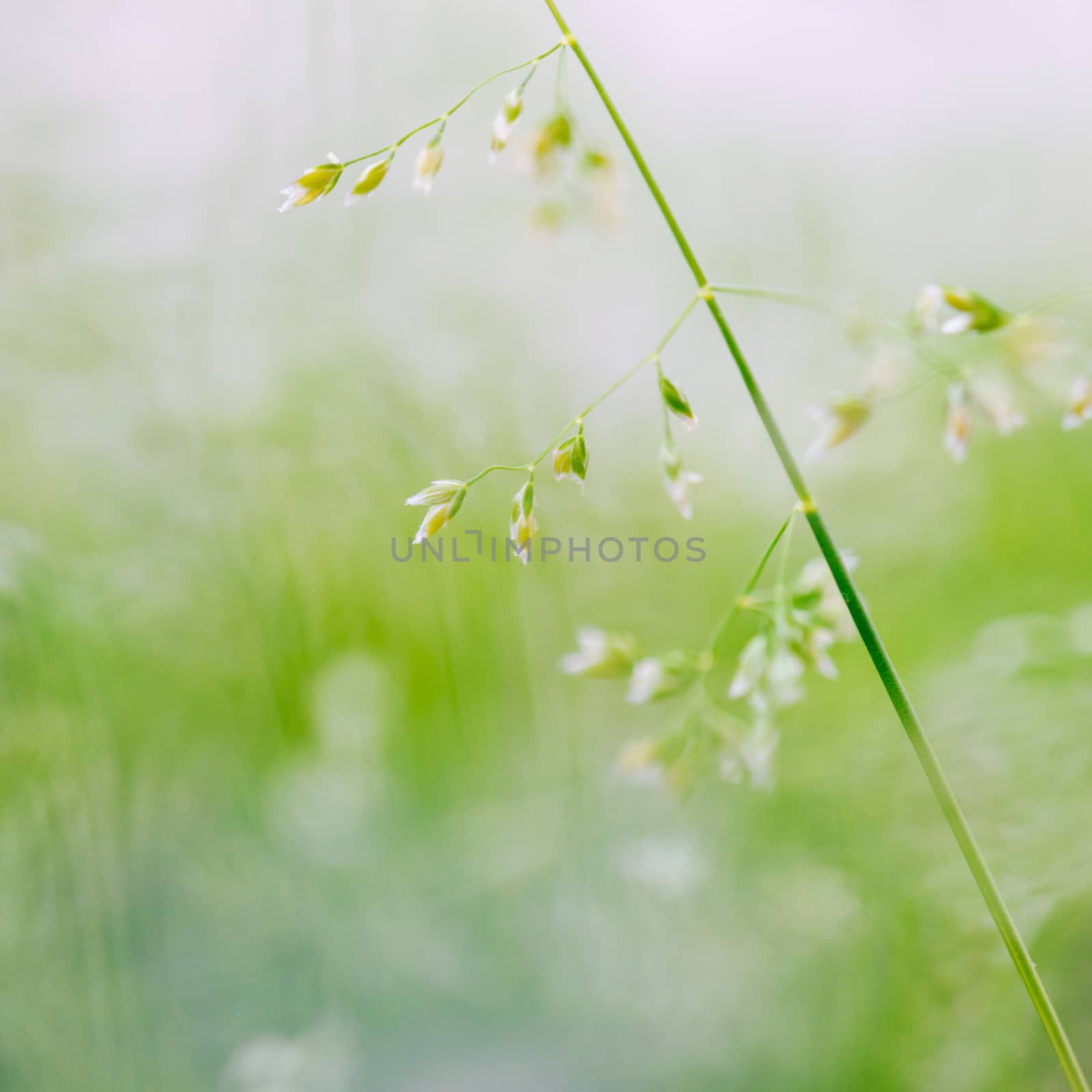 Macro shot of grass with seeds, shallow depth of field