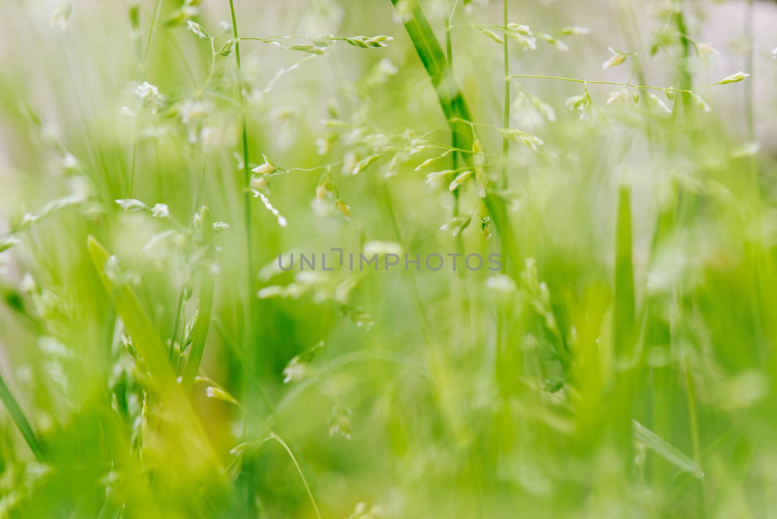 Macro shot of grass with seeds, shallow depth of field