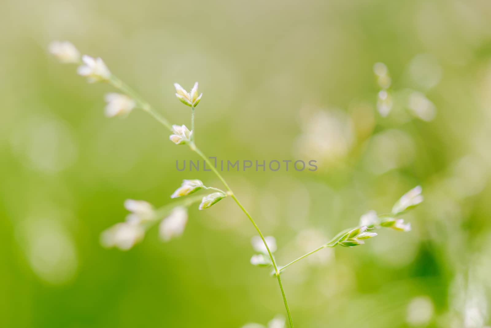 Macro shot of grass with seeds, shallow depth of field