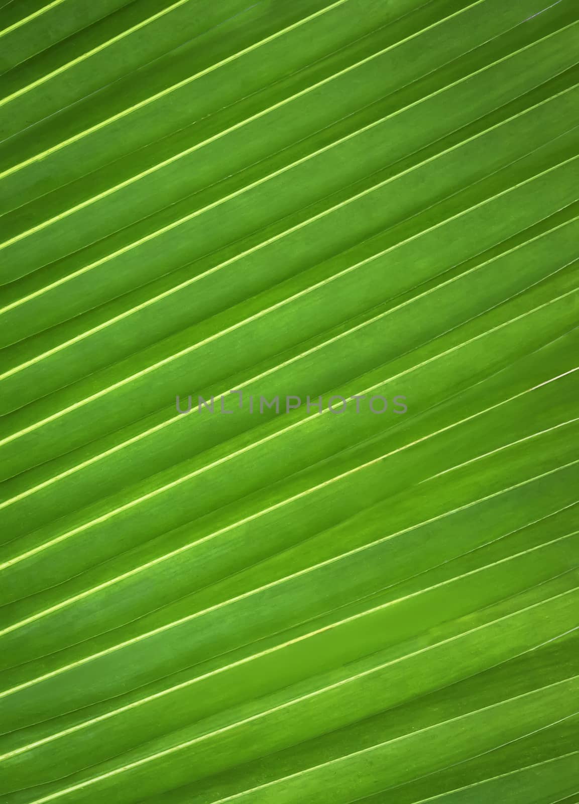 Green leaf pattern of plam tree background