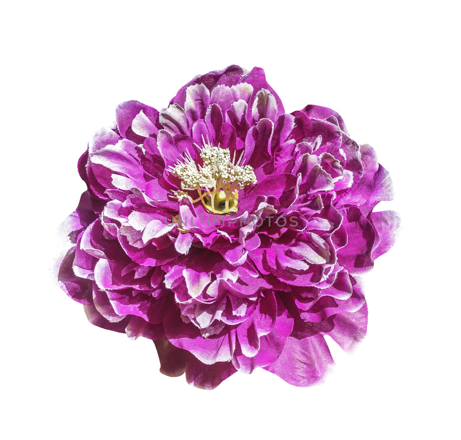 Magenta artificial flower isolated on white with clipping path