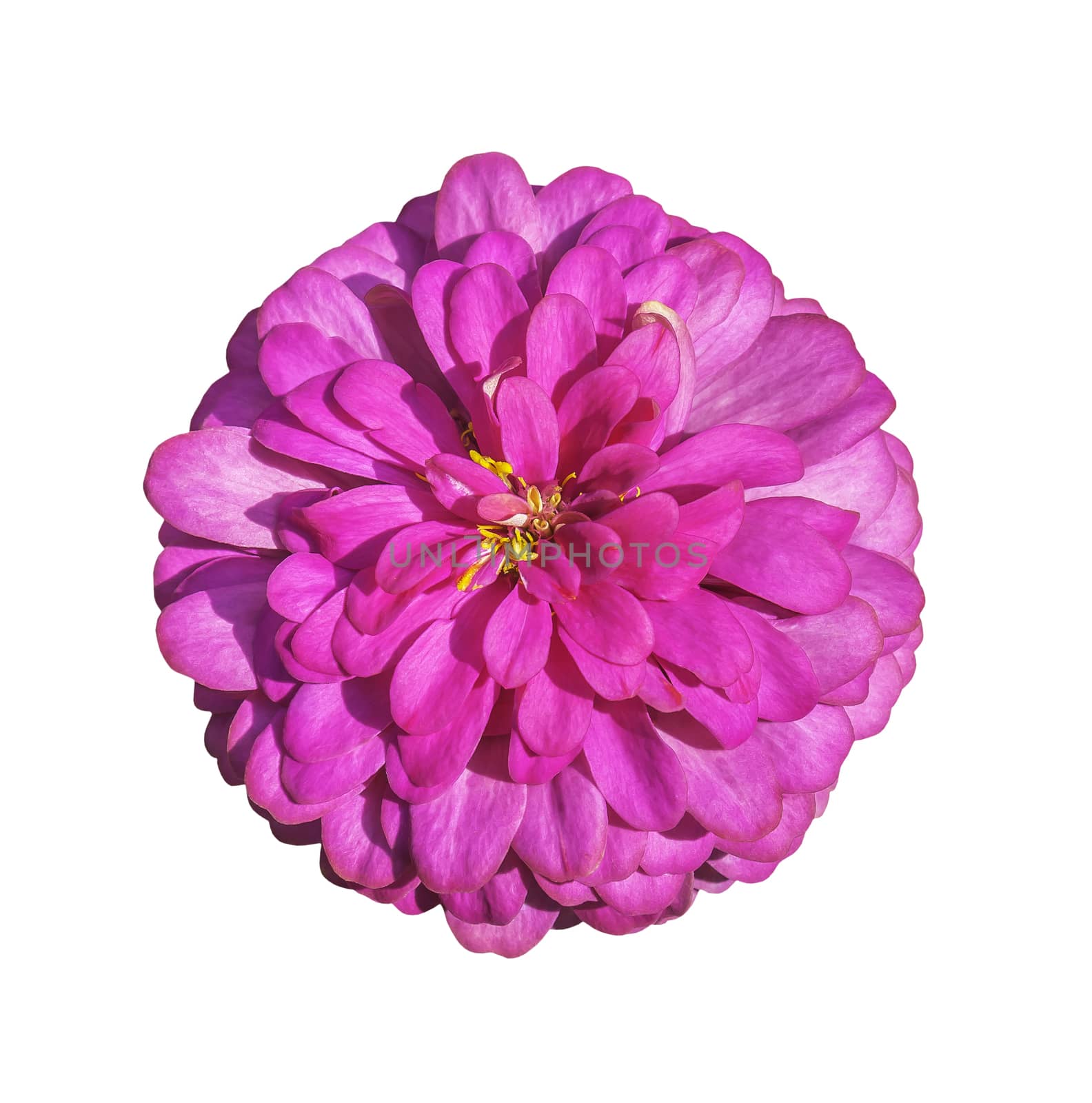 Pink flower isolated on white with clipping path
