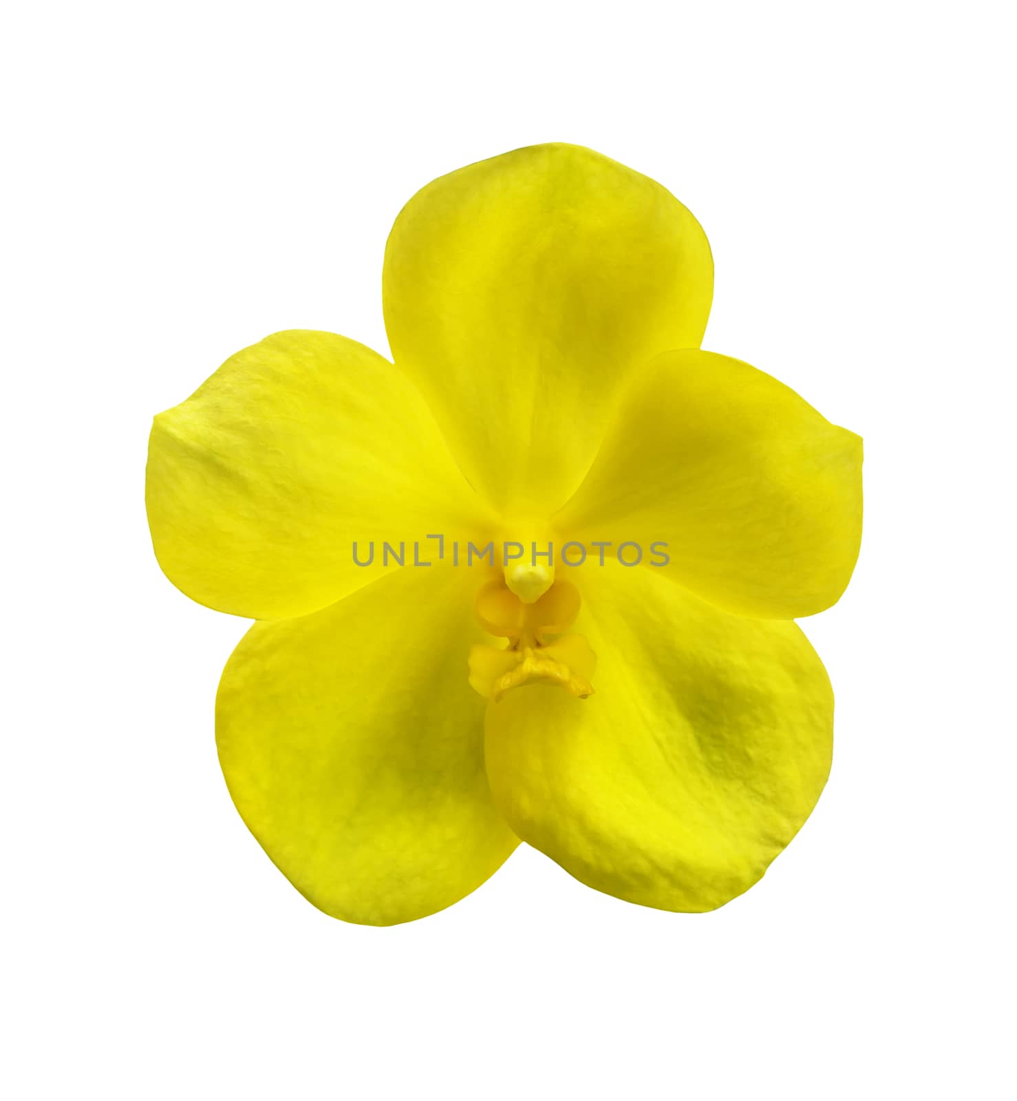 Single yellow orchid flower isolated on white with clipping path