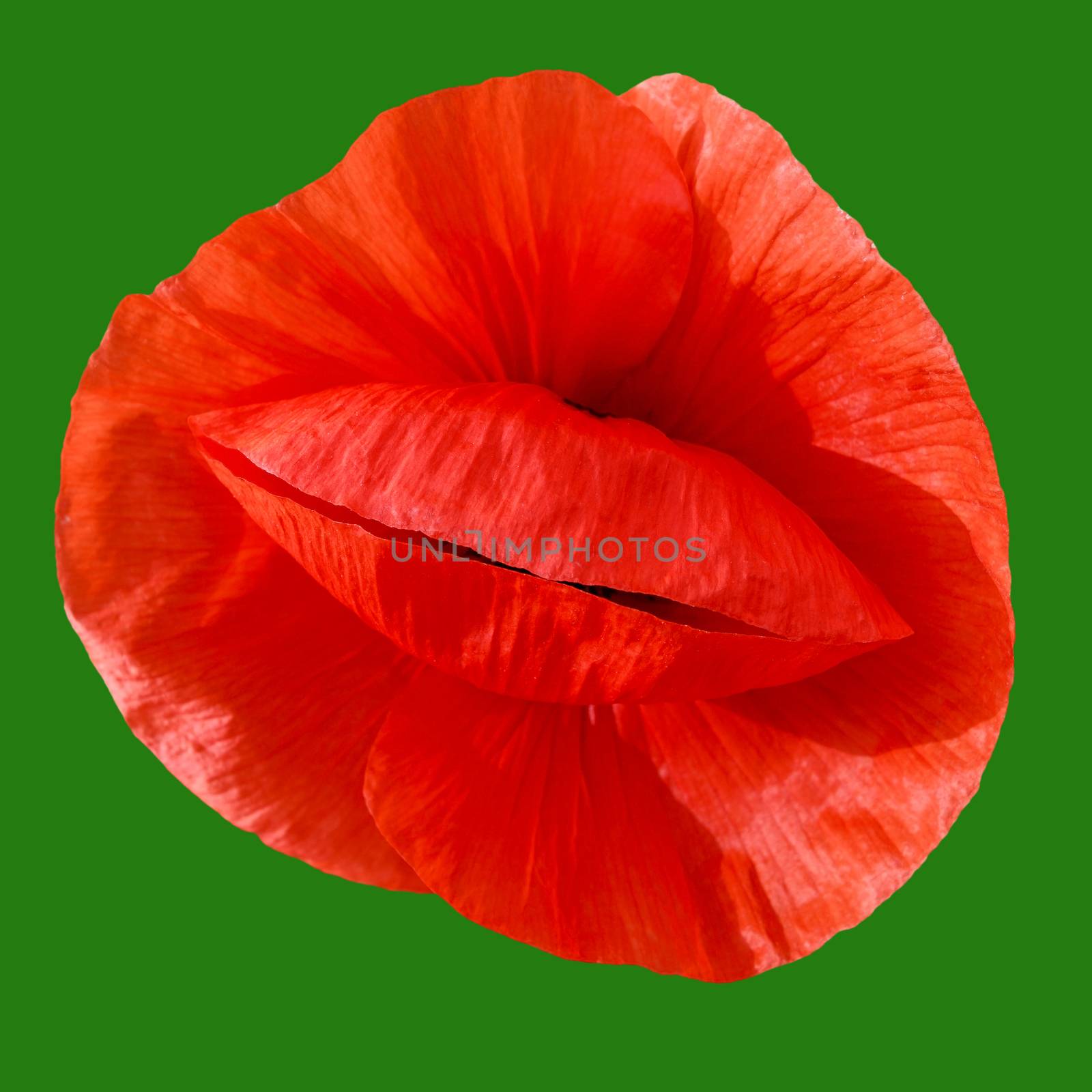 A red poppy flower on a green background close-up. View from above