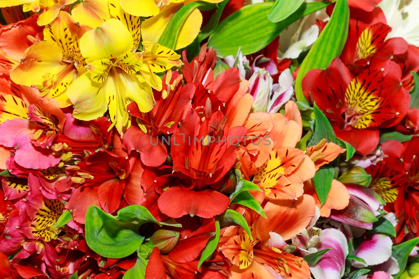Beautiful bouquet of alstroemerias of different colors, close-up.