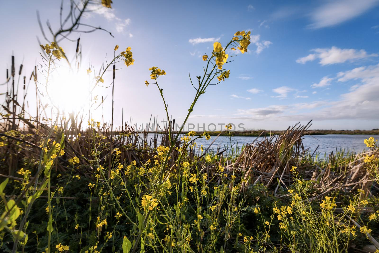 Mustard Flowers at the Marsh, Color Image, Day