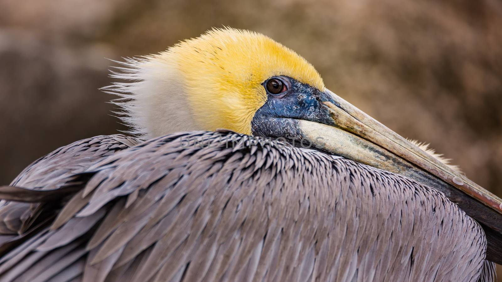 A Pelican Profile by backyard_photography