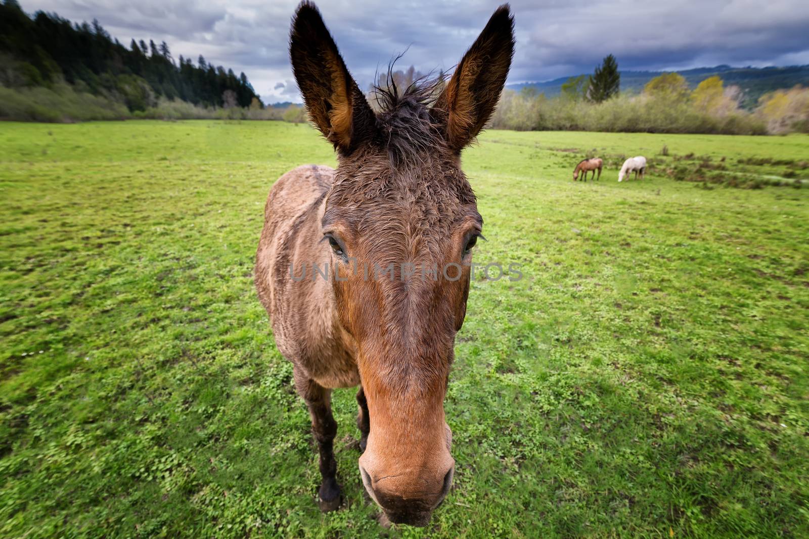 Horse at a Farm in Northern Californa by backyard_photography