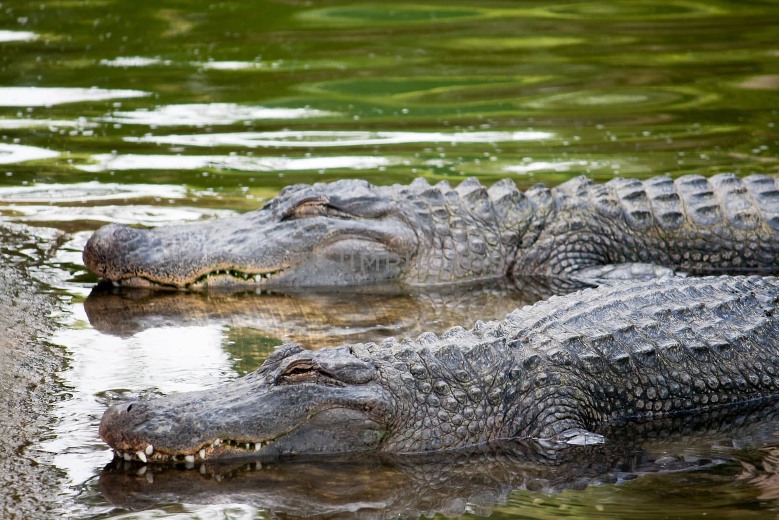 Twin Alligators Waiting in River by NikkiGensert