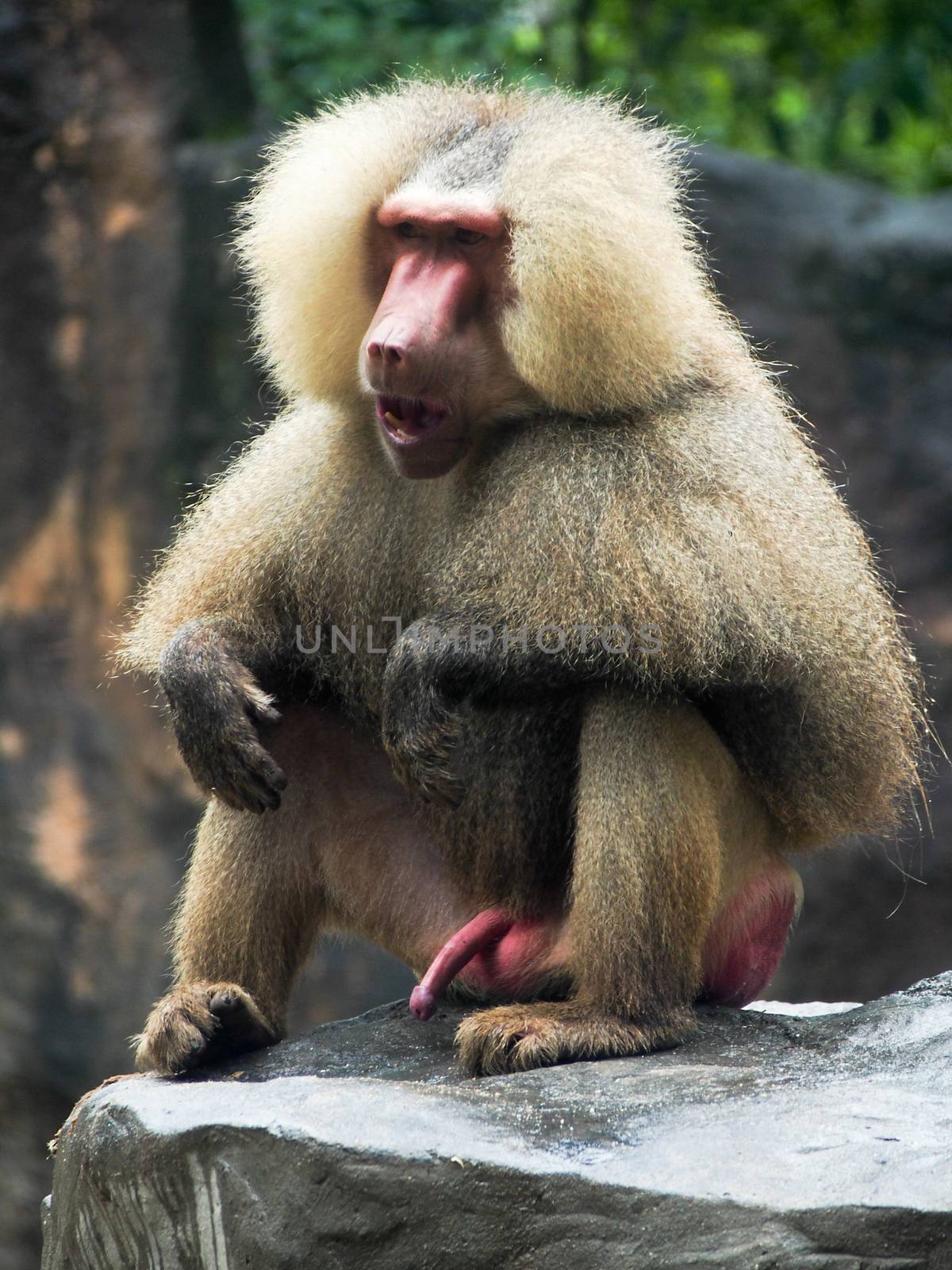 A baboon sitting on a rock howling with penis out. 