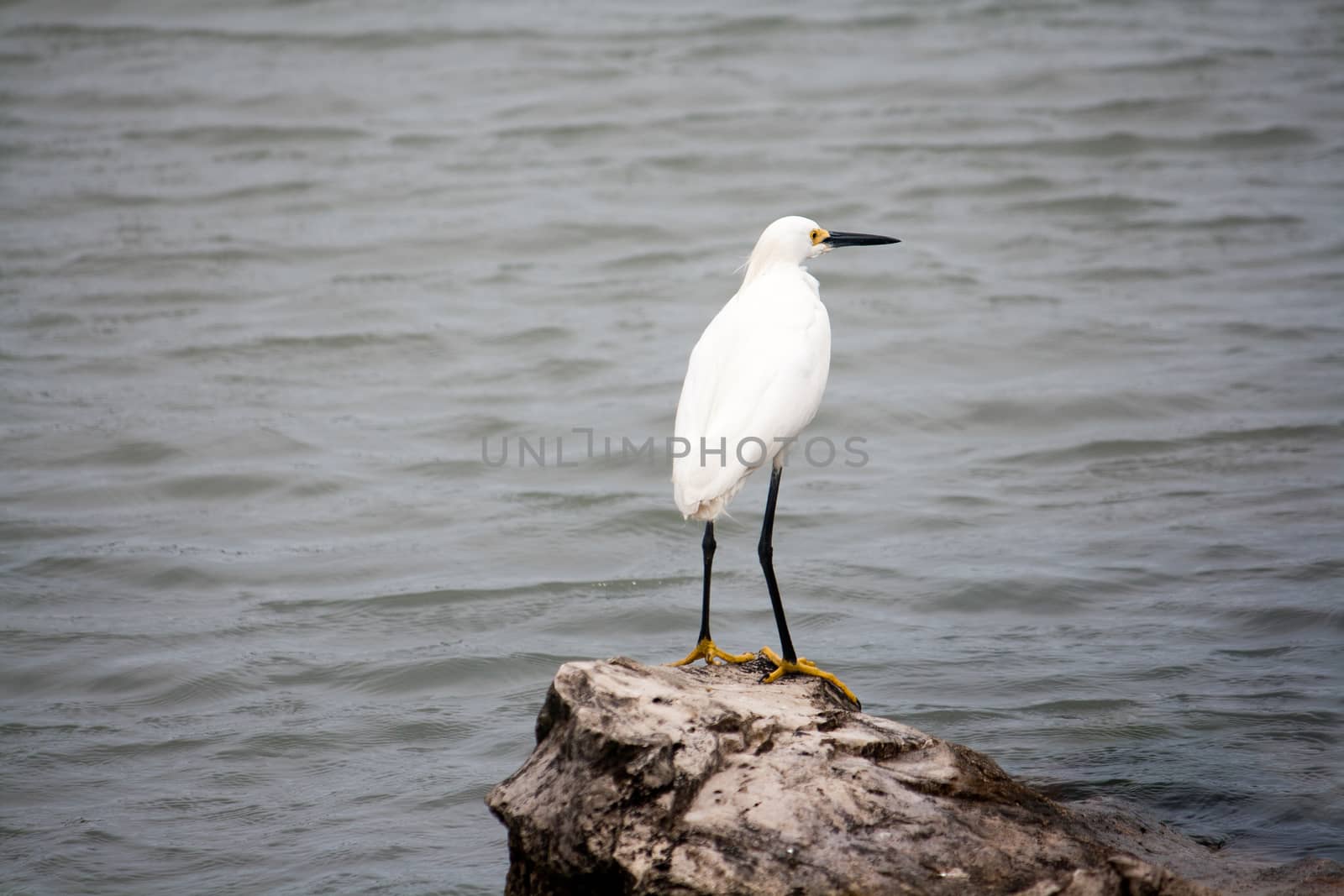 Snowy White Egret Perched on Rock by NikkiGensert