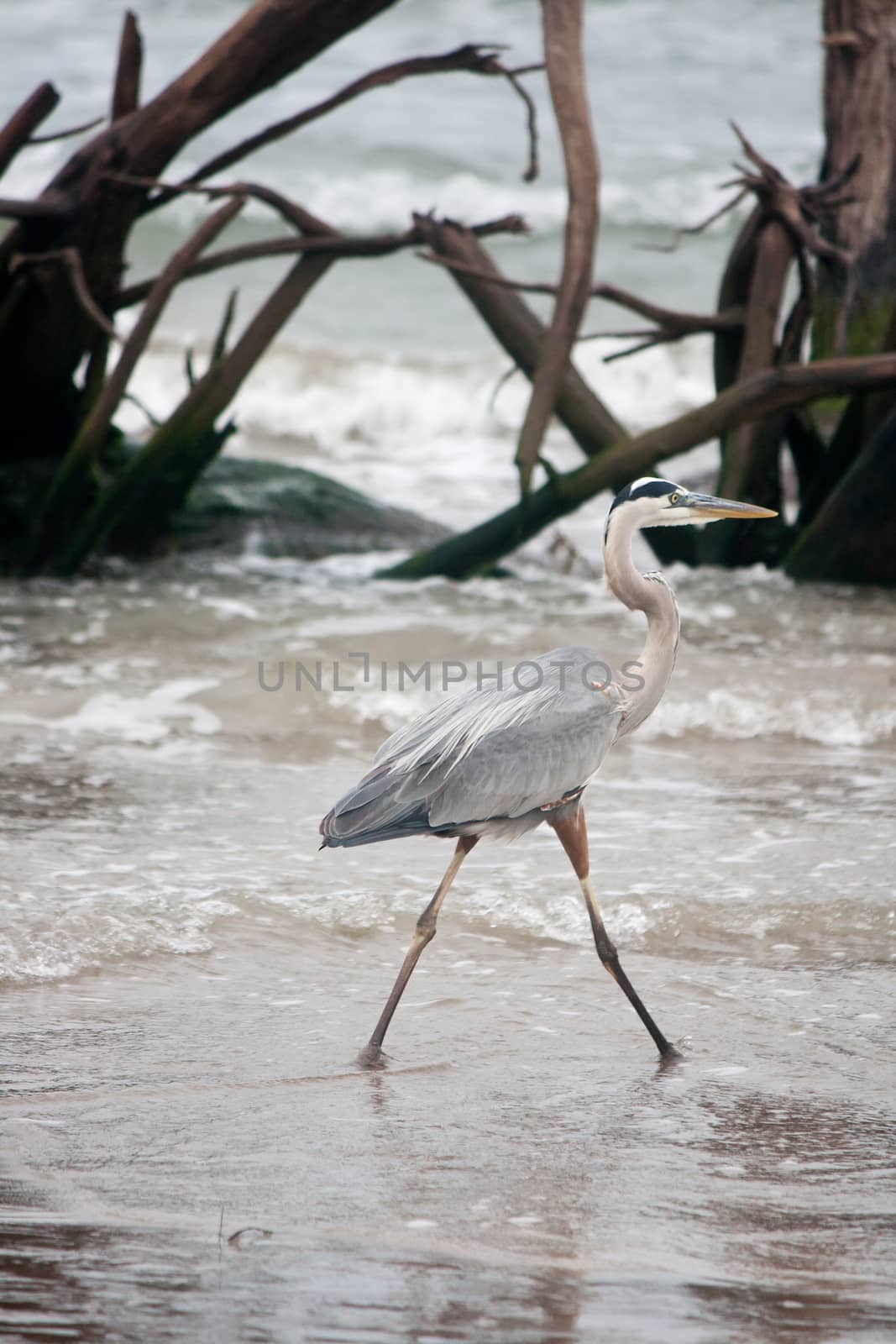 Great Blue Heron Wading at Gulf of Mexico by NikkiGensert