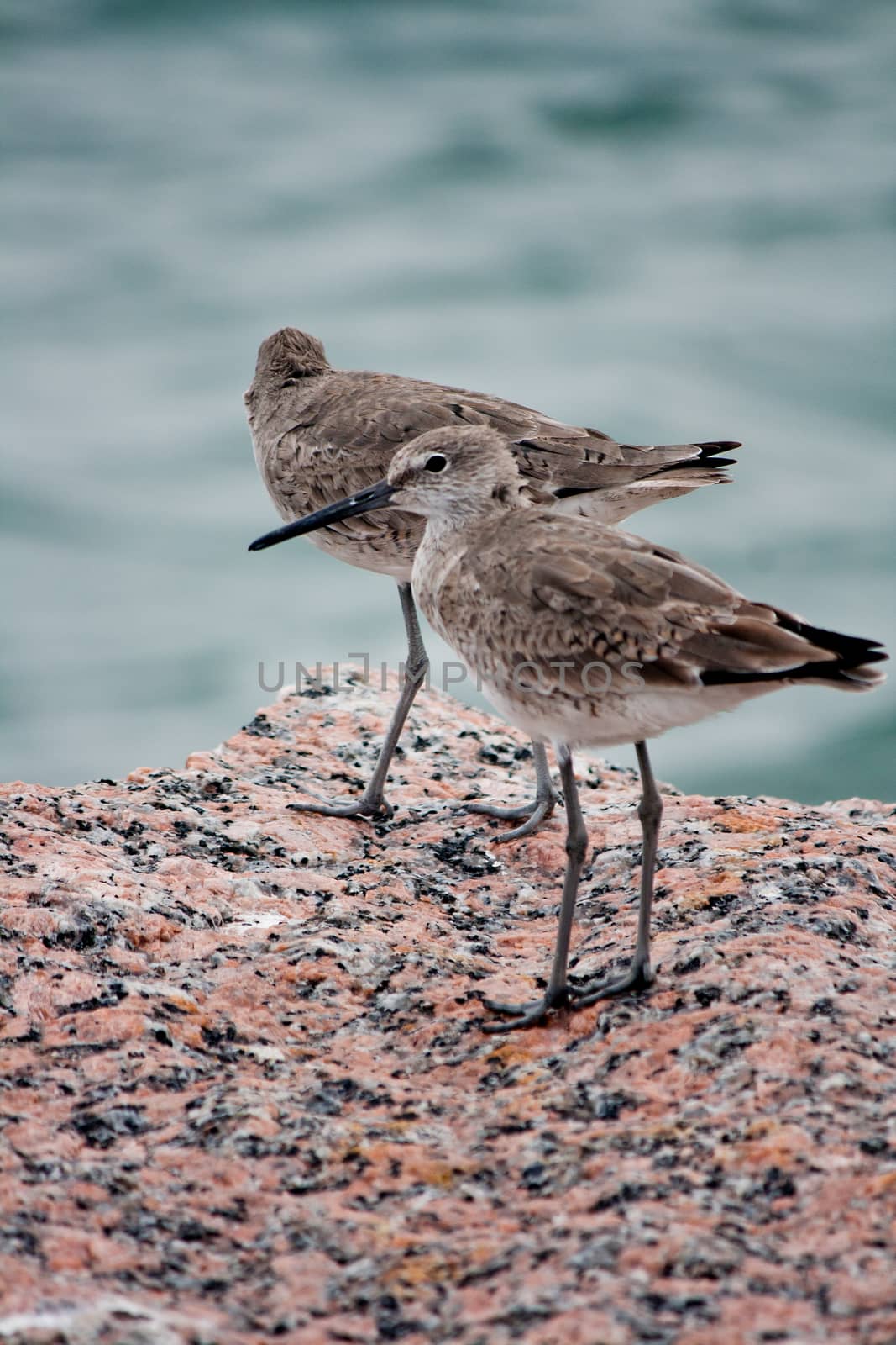 Two Western Sandpiper Seabirds by NikkiGensert