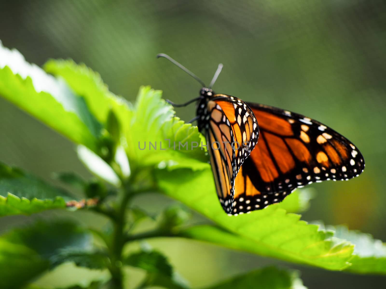 Monarch Butterfly on Leaf by NikkiGensert