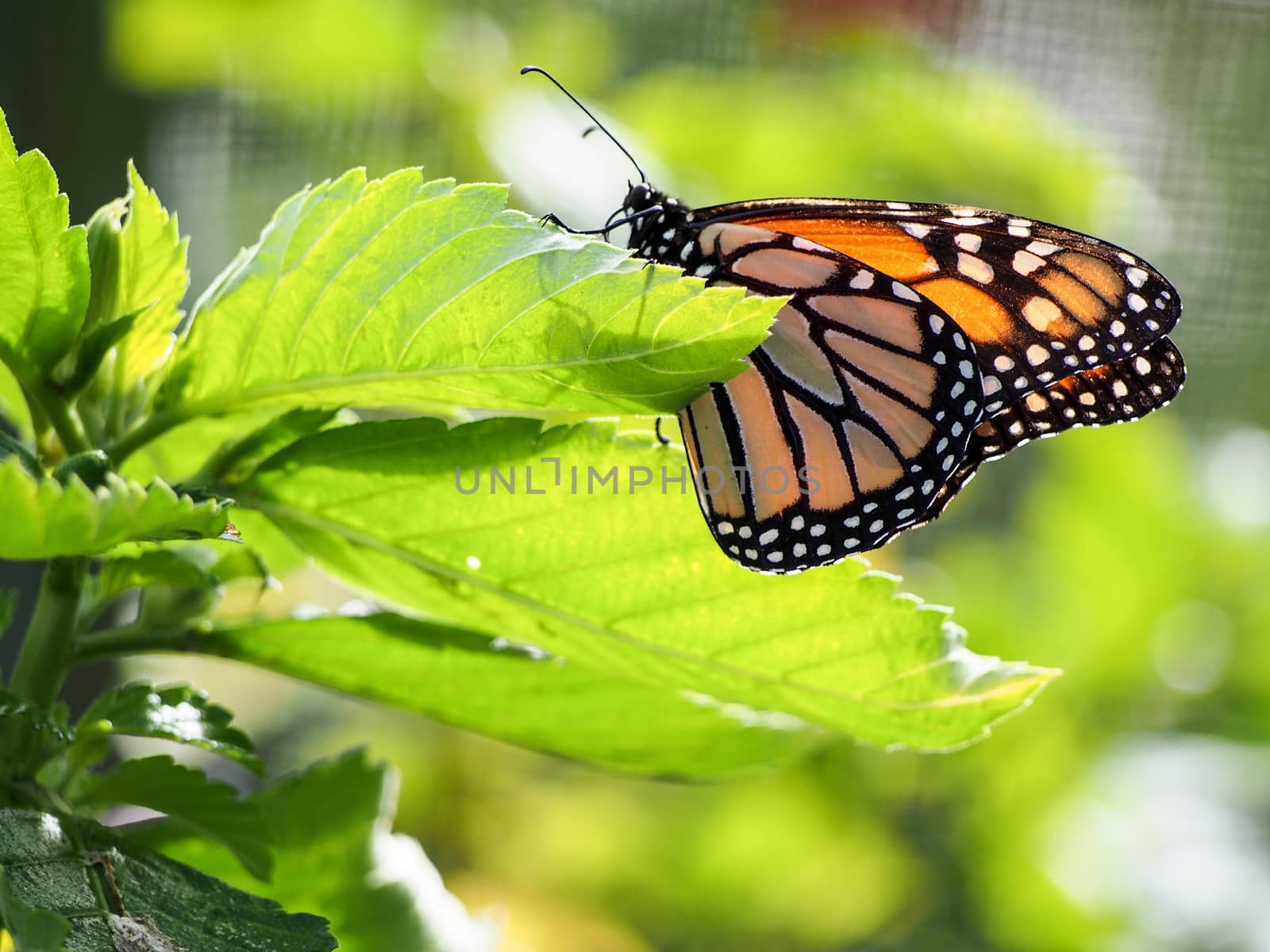A monarch butterfly has landed on a leaf in the sunlight. 