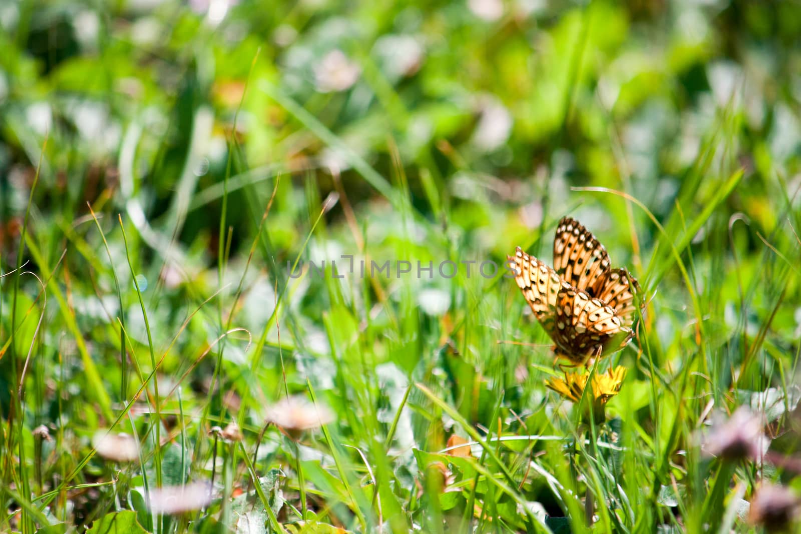 Variegated Fritillary Butterfly in a Meadow by NikkiGensert