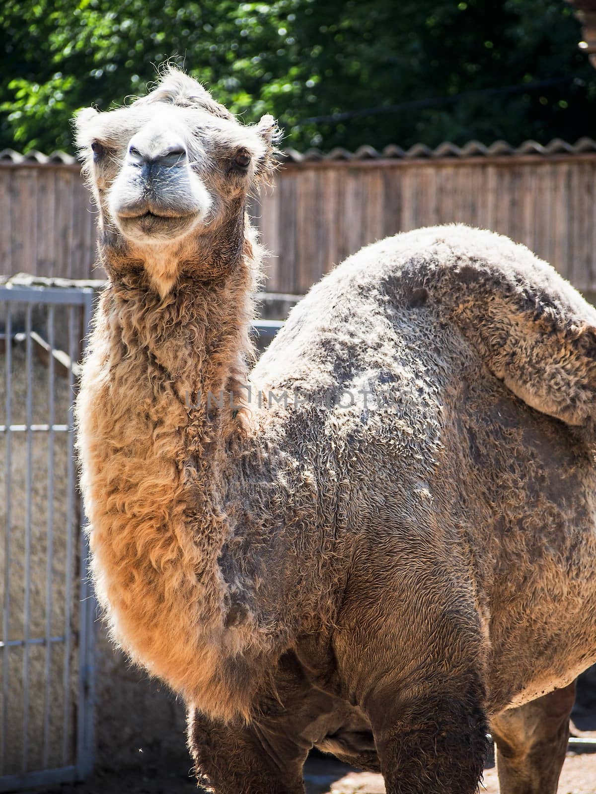 A camel with a turned hump in the sunlight. 