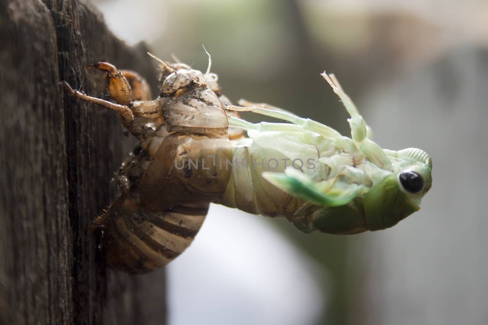Molting Cicada by NikkiGensert