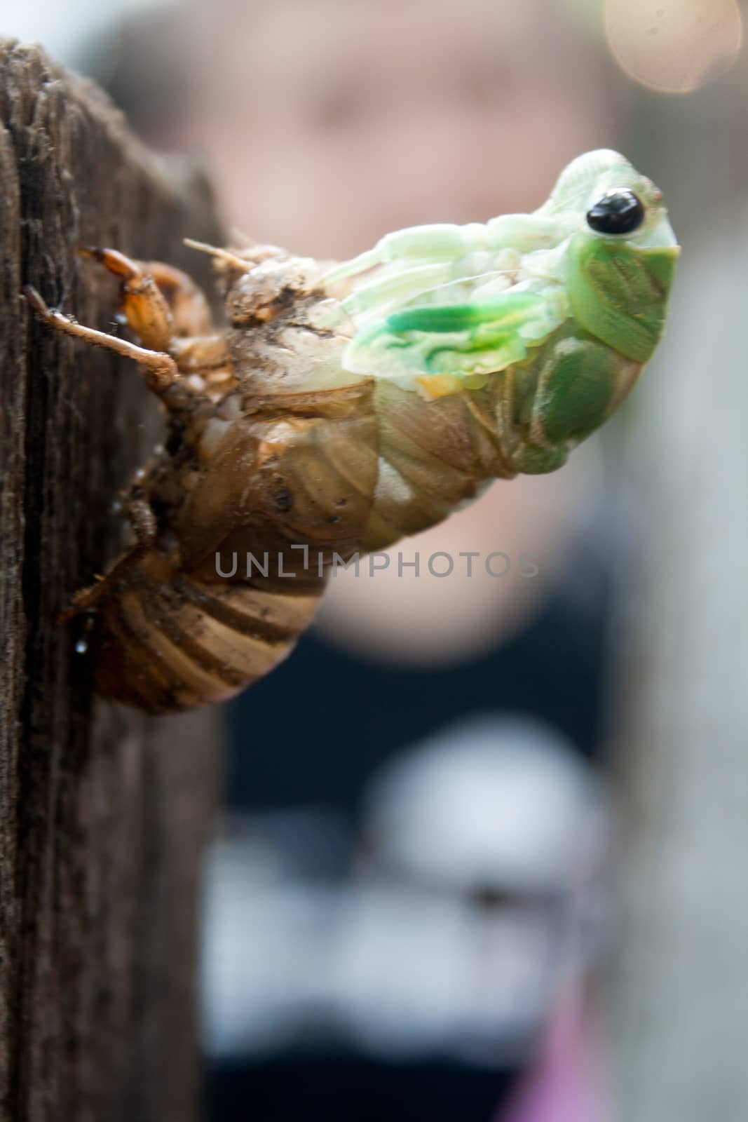 A cicada nymph molting from its exoskeleton as it becomes and adult. 