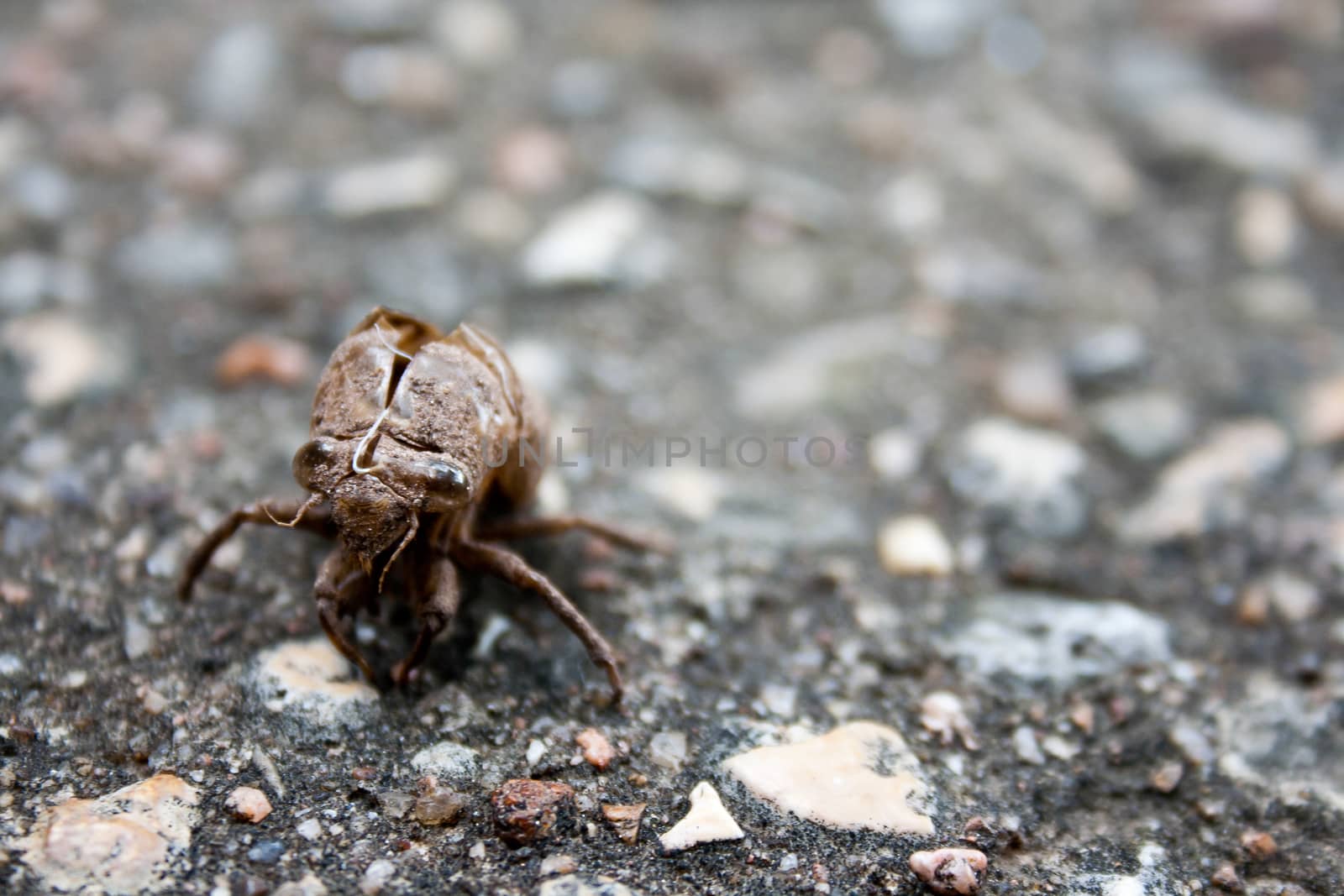 A cicada has molted and left this exoskeleton remaining on the ground. 