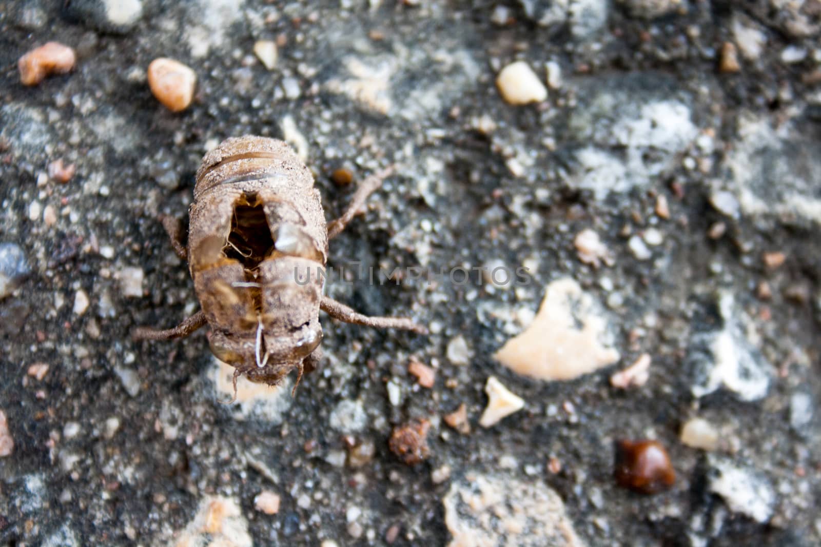 A cicada has molted and left this exoskeleton remaining on the ground. 