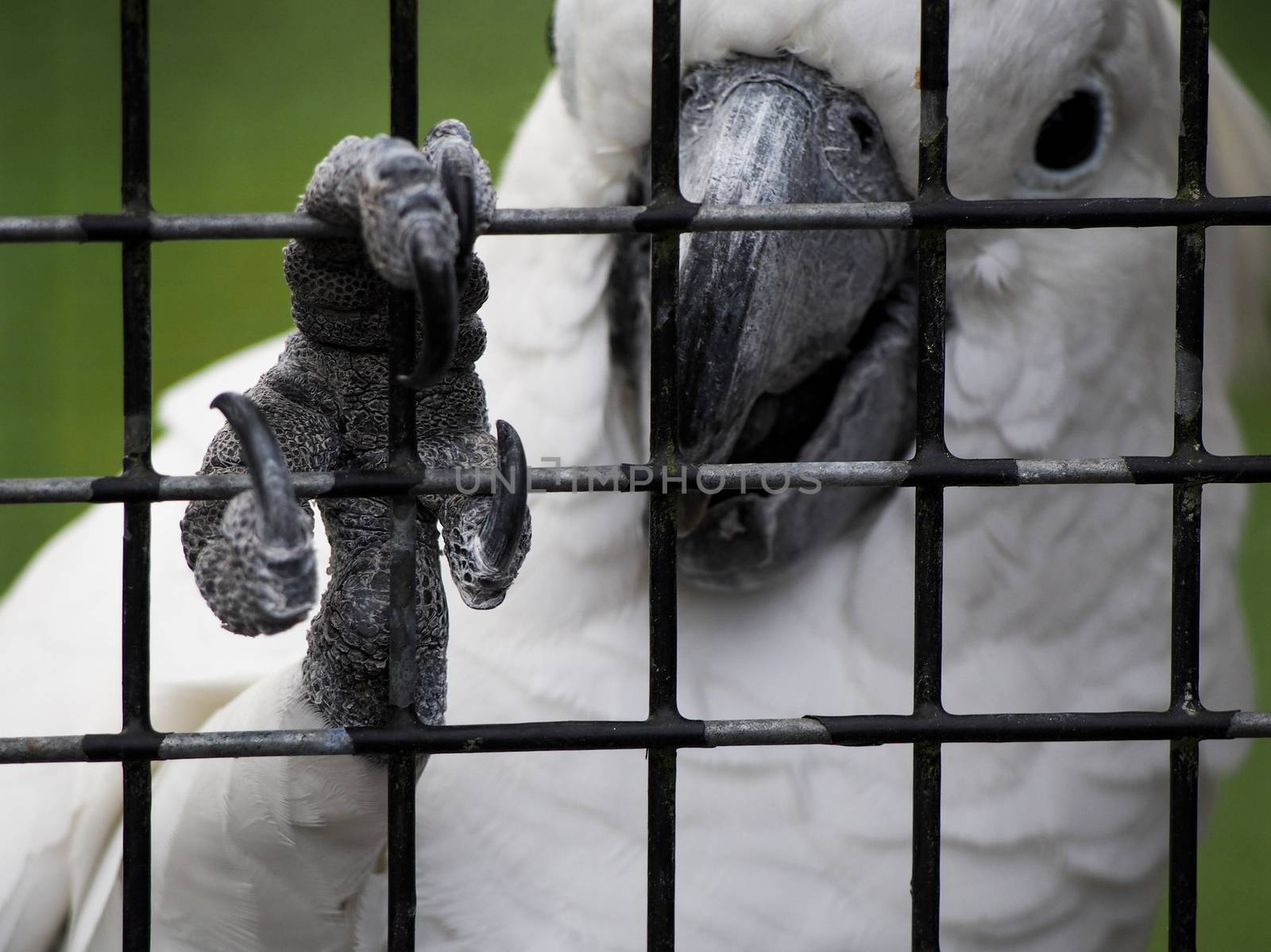 A cockatoo grips the bars of its cage with its claw. 
