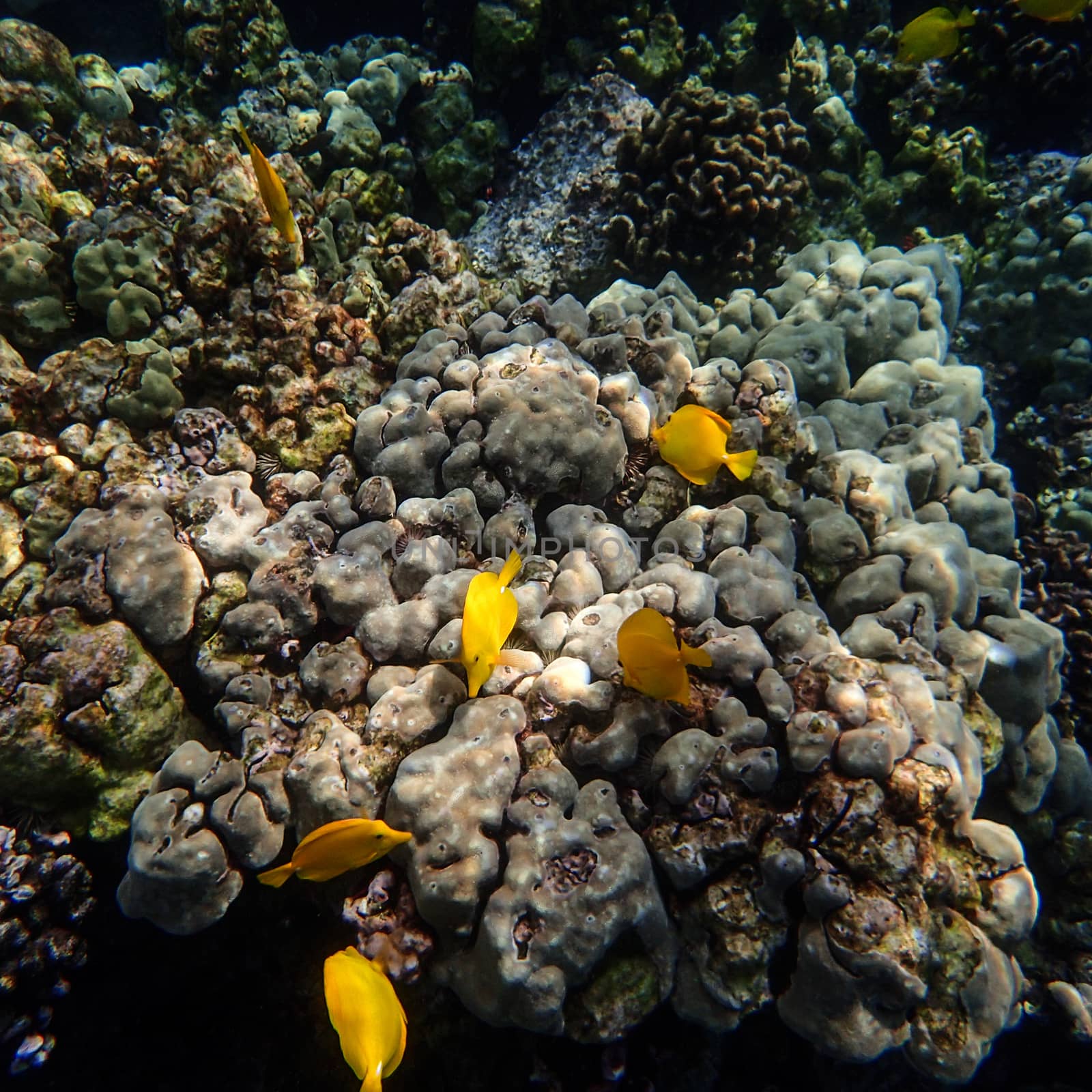 Five yellow tang, a type of tropical fish, swim around a reef in Hawaii. 
