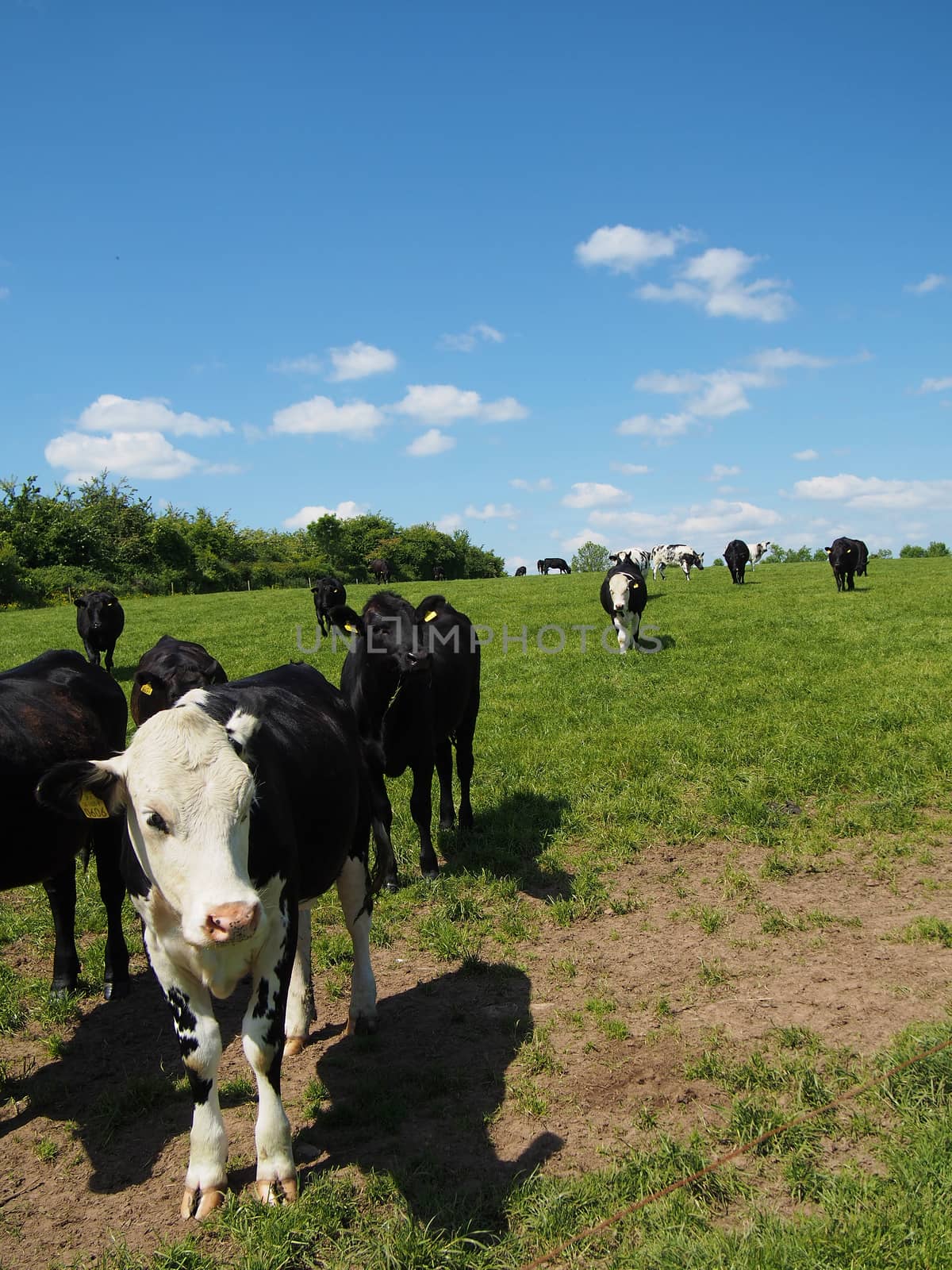 A herd of black and white cattle walking through a green field on a sunny day. 